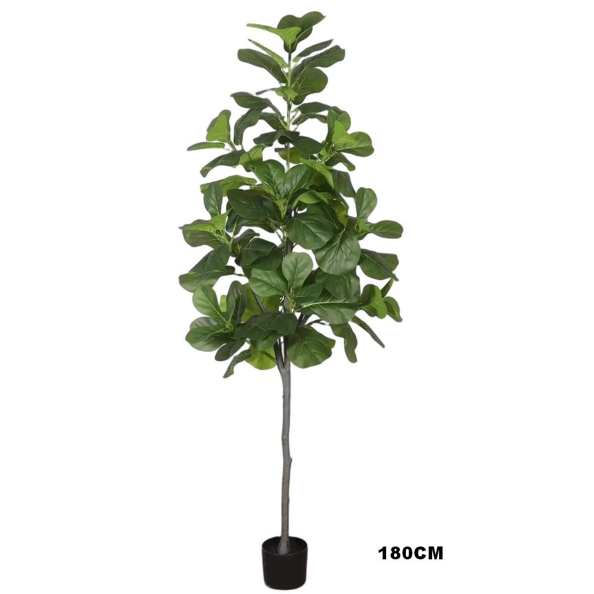 Fiddle-leaf Fig(2.0）